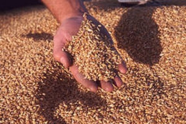 Vezi cum a cumpărat un mort din Constanţa 70 de tone de cereale